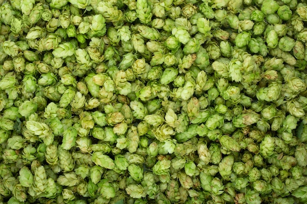 Groene rijpe hopbellen voor achtergrondpatroon van brouwerij en bakkerij