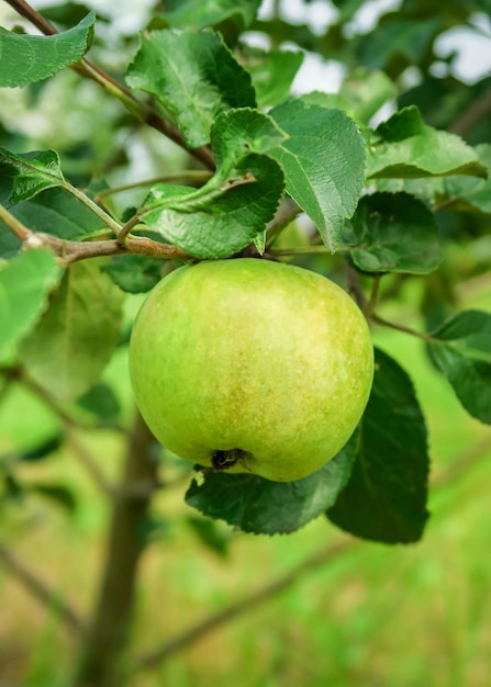 groene rijpende appels groeien op een appelboomtak na regen. tuinieren en de teelt van appels c