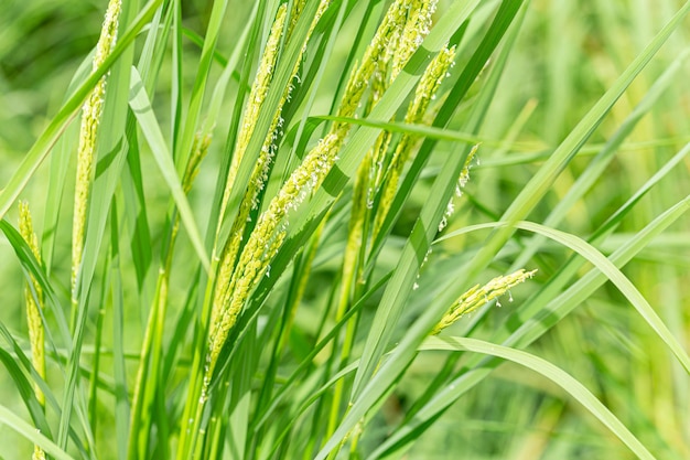 Groene rijst Baby jasmijn rijst geteeld in Aziatisch land rijstveld close-up vers voedsel natuur landschap