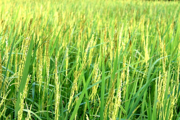 groene rijst boerderij