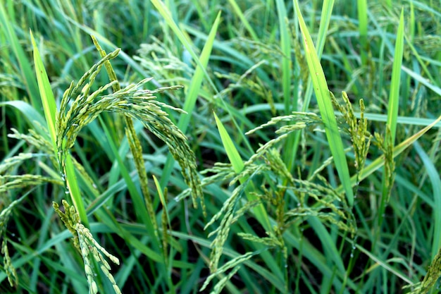 groene rijst boerderij