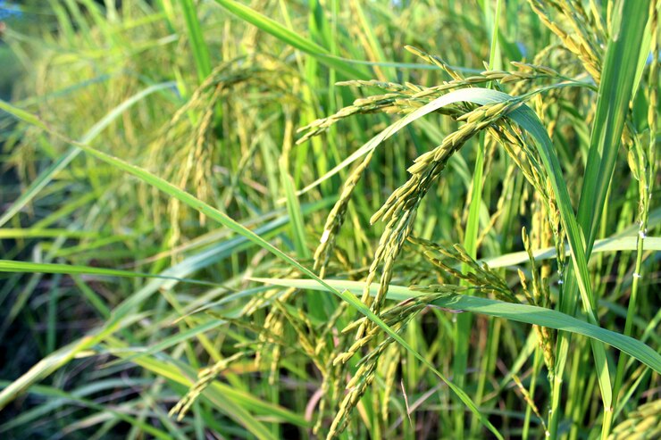 groene rijst boerderij
