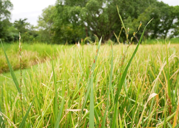 Groene rijst gemengd met geel