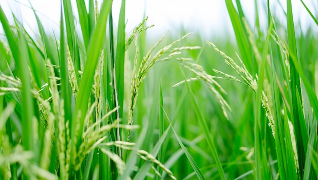 Groene rijst in het ricefielfd