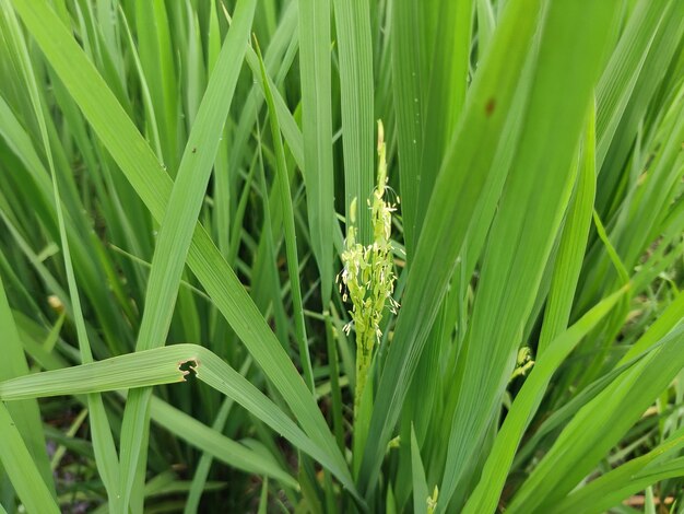 Groene rijst- of padieplant op het gebied van bangladesh