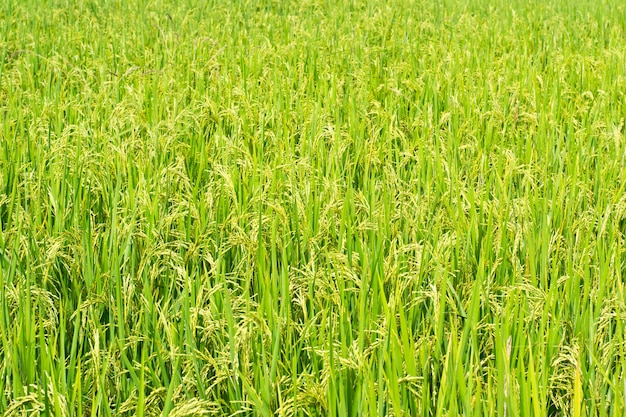 Groene rijst op de achtergrond van de gebiedsrijst