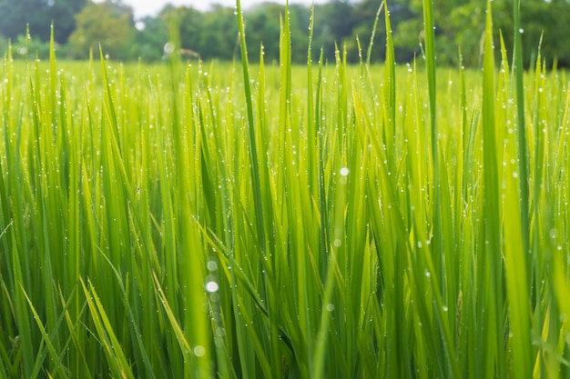 Groene rijst plant achtergrond met waterdruppels