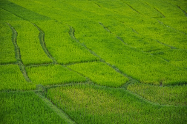 Foto groene rijst veld in chiang mai thailand, rijstvelden op ban pa phong pieng chiang mai thai