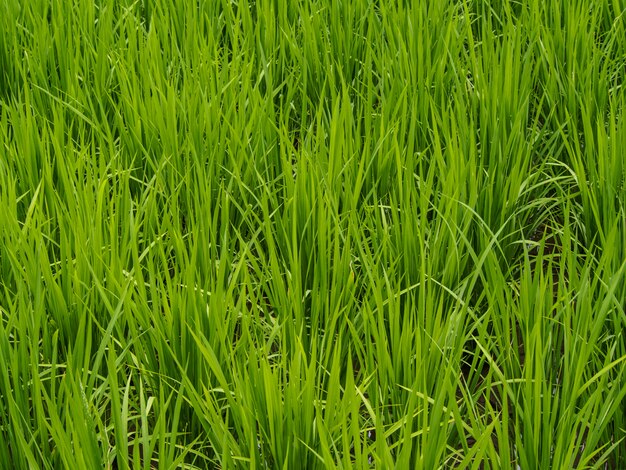 groene rijst veld in de zomer