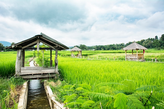 Groene rijst veld met stro hut thuis blijven