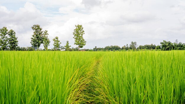 Groene rijstaanplanting in Thailand