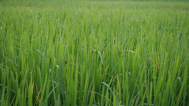 Groene rijstboom in de ochtend