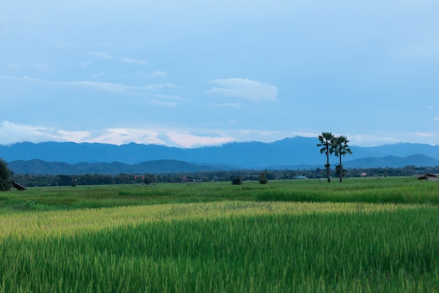 Groene rijstinstallatie in Padie in Thailand