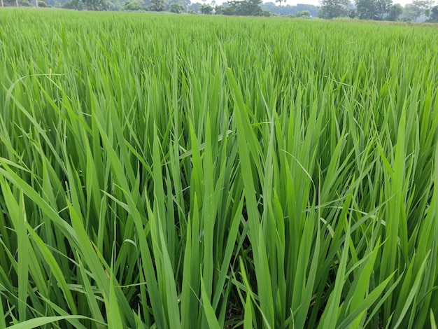 Groene rijstplant, in de rijstvelden van Bangladesh.