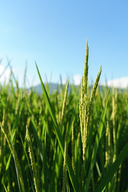 Groene rijstplant