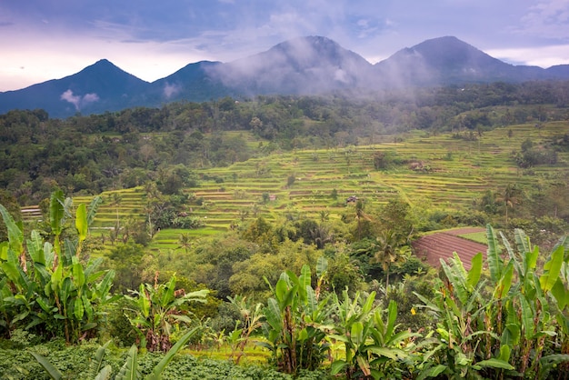 Groene rijstterrassen in Bali Indonesië Prachtig natuurlijk landschap