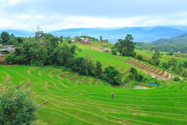 Groene rijstterrassen op vakantie bij pa bong paing dorp, mae-Jam Chiang MAI, Thailand