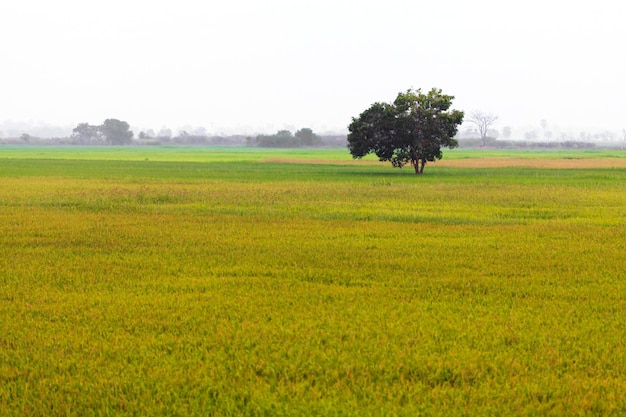 Groene rijstveld en boom met natuur achtergrond