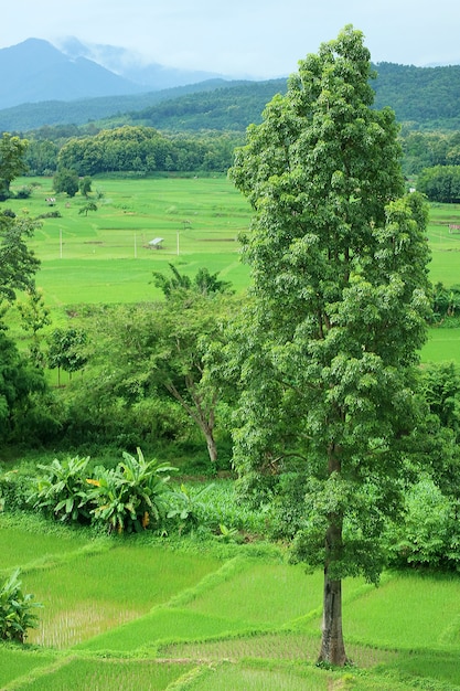 Groene rijstveld in het regenseizoen van de provincie Nan, Thailand