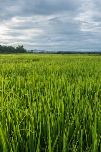 Groene rijstvelden en een regenachtige lucht