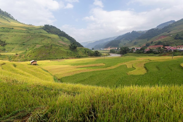 Groene rijstvelden in het regenseizoen in Mu Cang Chai Yen Bai Vietnam