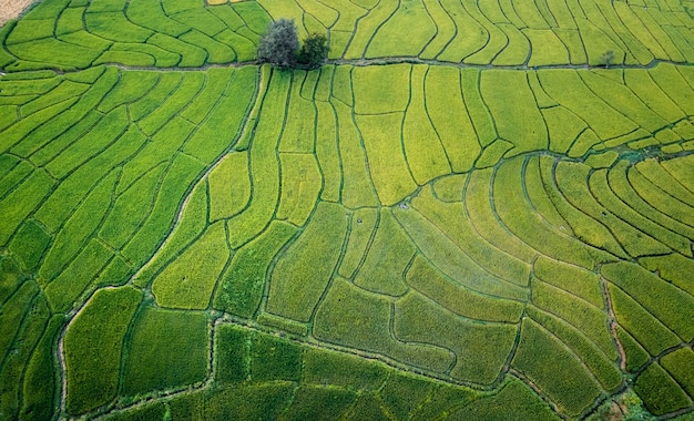 Groene rijstvelden in het regenseizoen Op het platteland