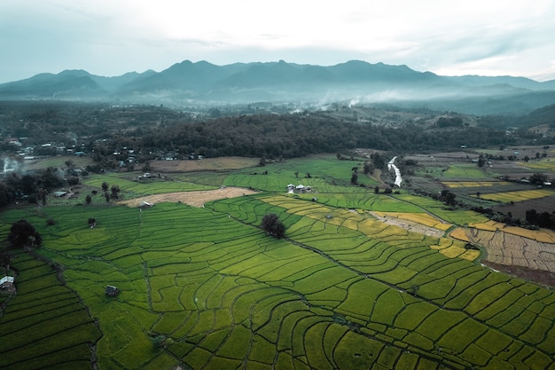 Groene rijstvelden in het regenseizoen Op het platteland