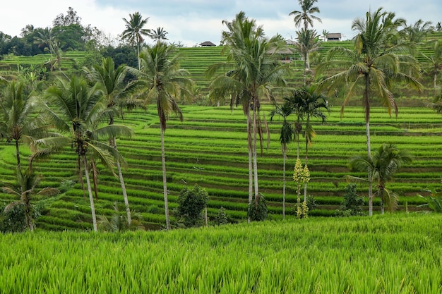 Groene rijstvelden Jatiluwih op het eiland Bali zijn UNESCO-erfgoed, het is een van de aanbevolen plaatsen om te bezoeken op Bali met het spectaculaire uitzicht, reizen in Azië