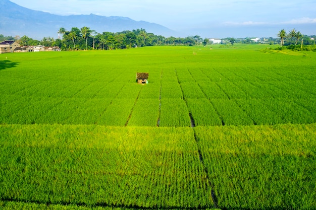 Groene rijstvelden met boerenhut