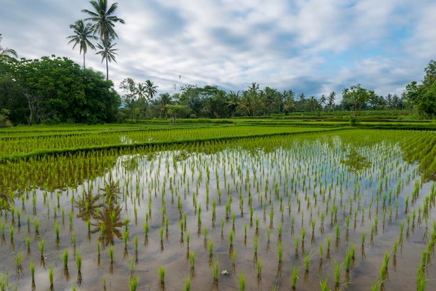 Groene rijstvelden op het eiland Jatiluwih op Bali bij Ubud, Indonesië