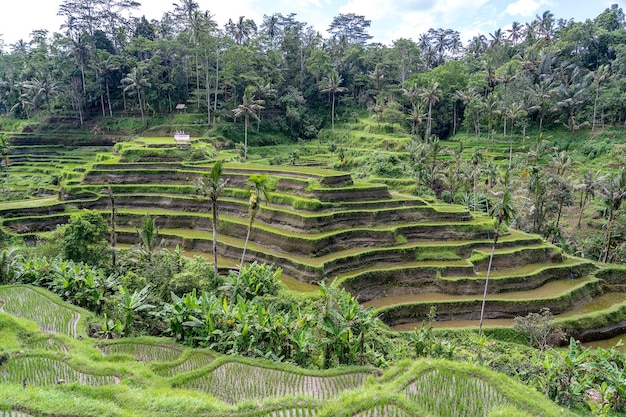 Groene rijstvelden op terrassen bij Ubud tropisch eiland Bali Indonesië Natuurconcept