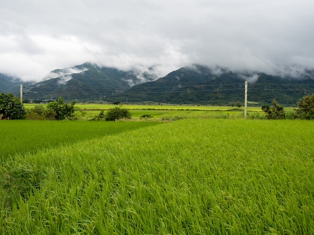 Groene rijstvelden, witte wolken, bergen in Hualien, Taiwan.