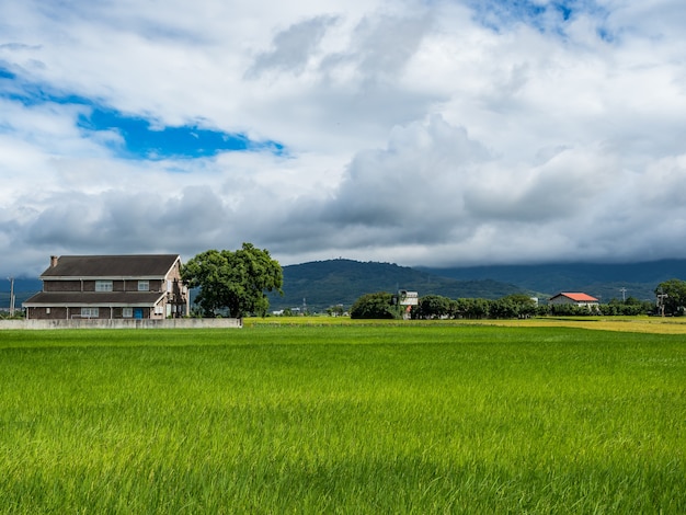 Groene rijstvelden, witte wolken, bergen in Hualien, Taiwan.