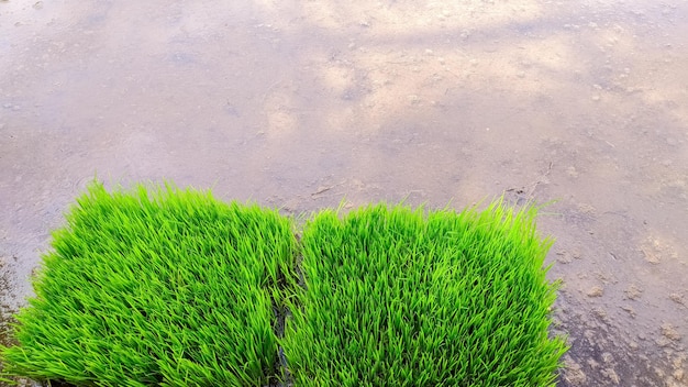Groene rijstzaden die in rijstvelden zullen worden geplant