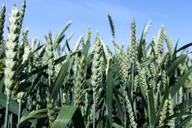 Groene rogge op een landbouwgebied in de zomer, landbouw voor het verbouwen van tarwe en het oogsten van graan