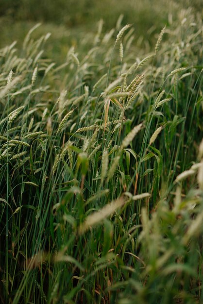 Groene rogge veld close-up tarwe oren