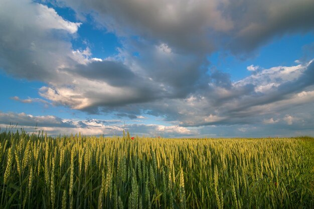 Groene roggeoren in het veld op een heldere zonnige zomerdag onder een bewolkte mooie hemel