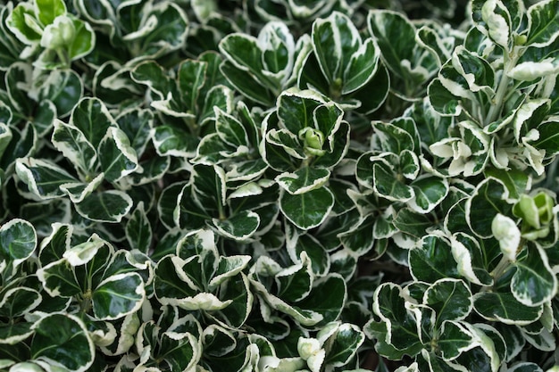 Foto groene ronde bladeren met witte nerven