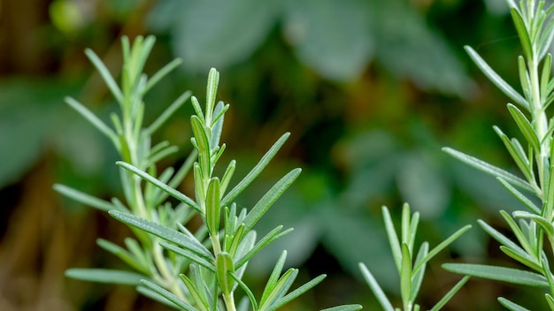 Foto groene rozemarijnplant in een groentetuin