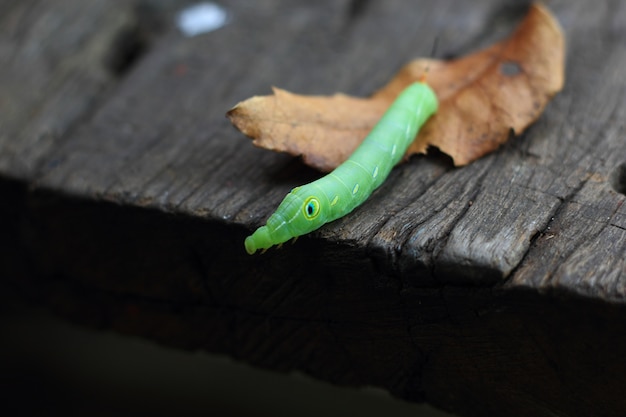 groene rups op blad