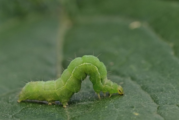 Groene rups op een tak