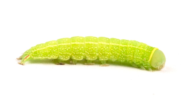 groene rups