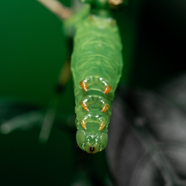 Groene rupsband die blad in de tuin eten