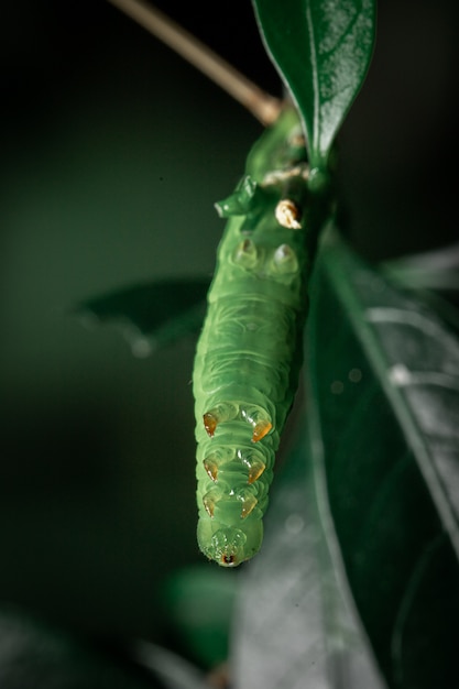 Groene rupsband die blad in de tuin eten