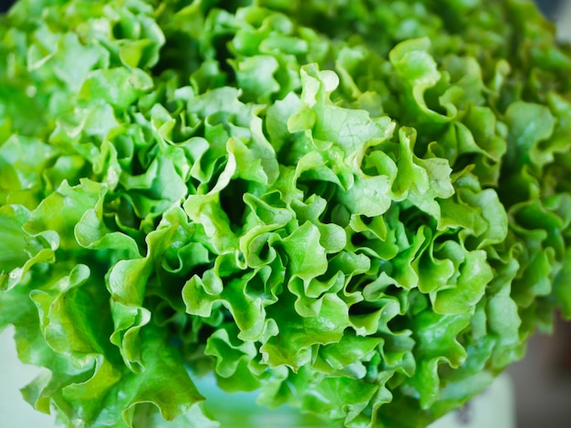 Groene salade close-up. groene slakweek. Veel groene salade. Uitzicht van boven.