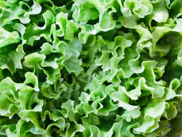 Groene salade close-up. groene slakweek.