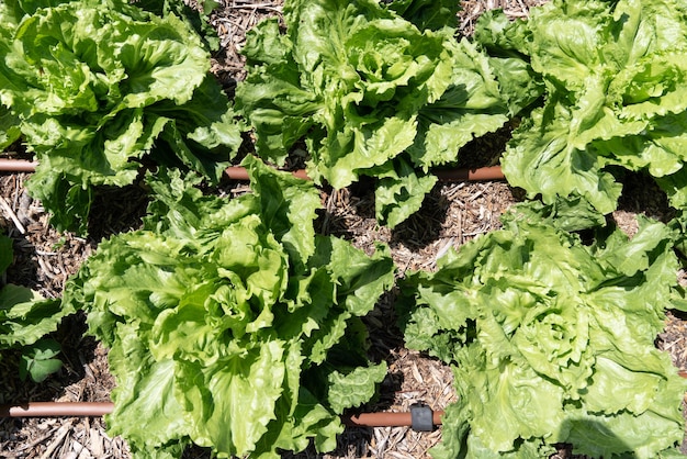 Groene salade in aarden rijen verse tuin