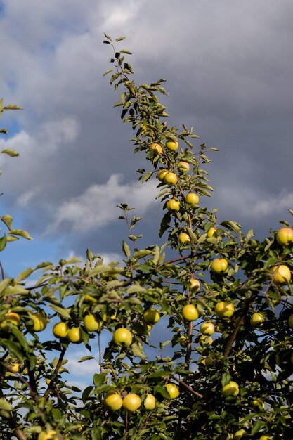 Groene sappige appels hangen aan takken aan een boom op een blauwe hemelachtergrond