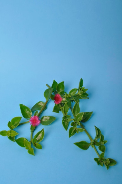 Groene sappige bladeren en kleine roze bloemen van iceplant