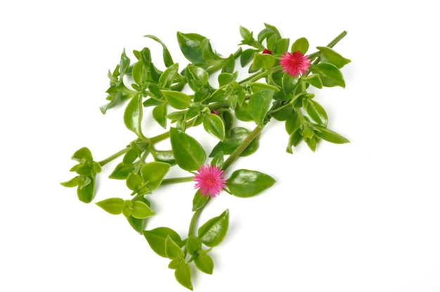 Groene sappige bladeren en kleine roze bloemen van iceplant